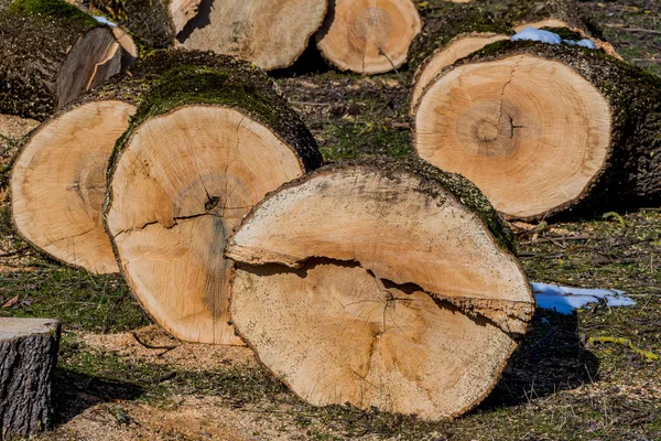 Logs for firewood — Stock Photo, Image