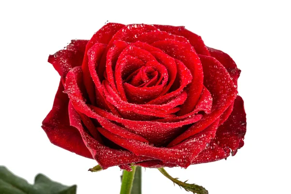 Red rose. signs of love — Stock Photo, Image