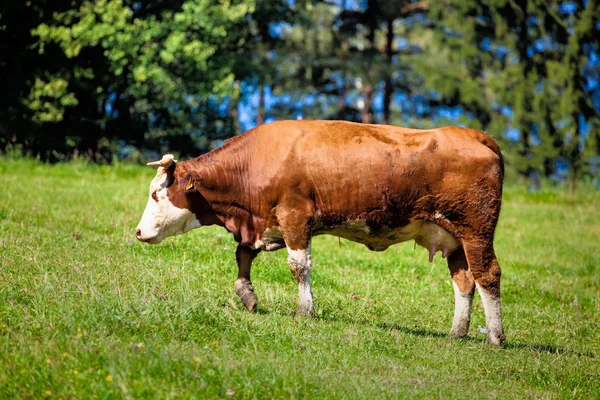 Vacas lecheras en pastos de verano —  Fotos de Stock