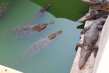 Tayland, pattaya, Timsah çiftliği
