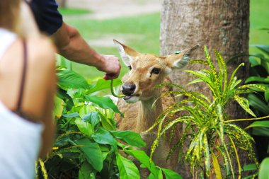 Tayland Hayvanat Bahçesi