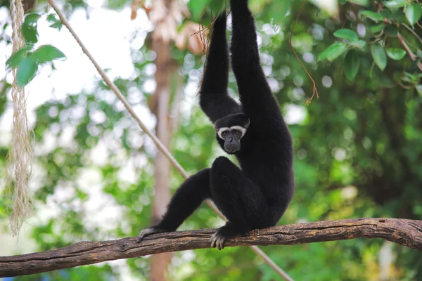 Dierentuin in thailand — Stockfoto