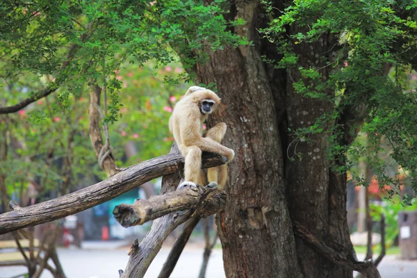 Zoo in Thailandia — Foto Stock