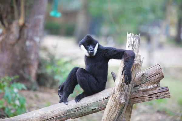 Zoo in Thailandia — Foto Stock