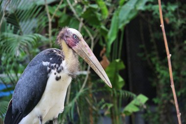 Tayland Hayvanat Bahçesi