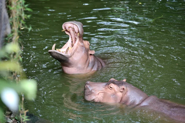 Zoo in Thailand — Stockfoto
