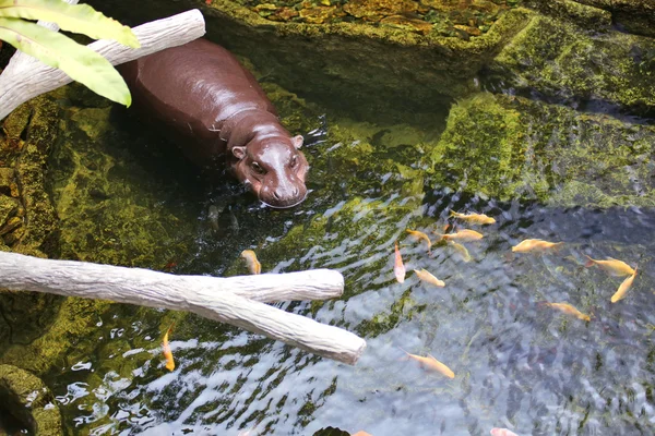 Zoo in Thailand — Stockfoto