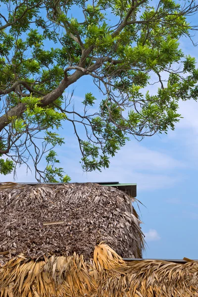 Thatch çatı ve akasya altında ev — Stok fotoğraf