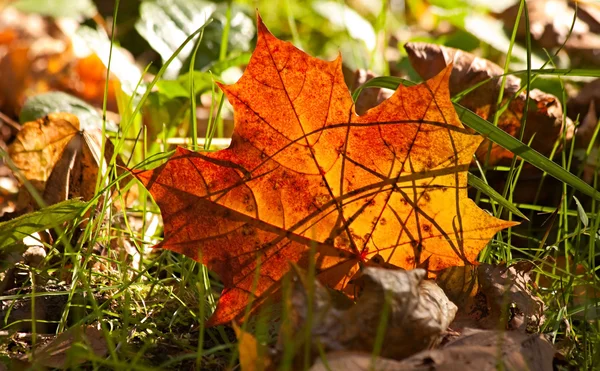 Otoño hoja de arce naranja follaje sobre hierba verde — Foto de Stock