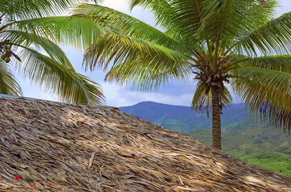 Huis onder het rieten dak en de palmboom met kokos — Stockfoto