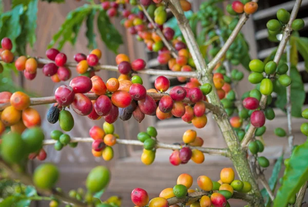 ベリー様々な色のコーヒー植物の枝、ドミニカナイジ — ストック写真