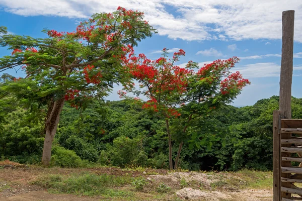 Portão aberto, vista para a árvore flamboyant com flor vermelha — Fotografia de Stock