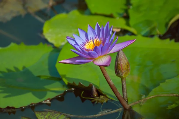 Violet lotusbloem en bud, nelumbo, in water — Stockfoto