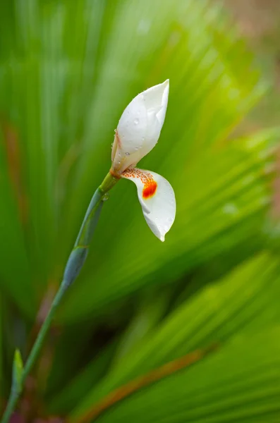 Білий райдужний квітковий бутон, зелене пальмове листя як фон — стокове фото