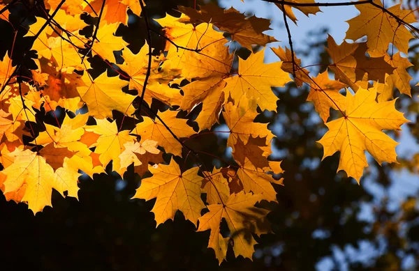 Herbst-Ahorn-Zweig — Stockfoto