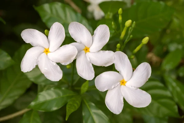 Fleurs de café, trois fleurs blanches — Photo