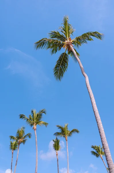 Palmeira de coco alto — Fotografia de Stock