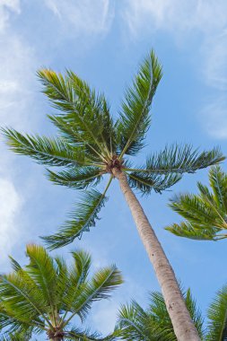 Coconut palm ağaçlar, gökyüzü arka plan olarak