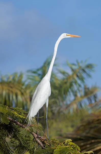 Witte zilverreiger, Dominicaanse Republiek — Stockfoto