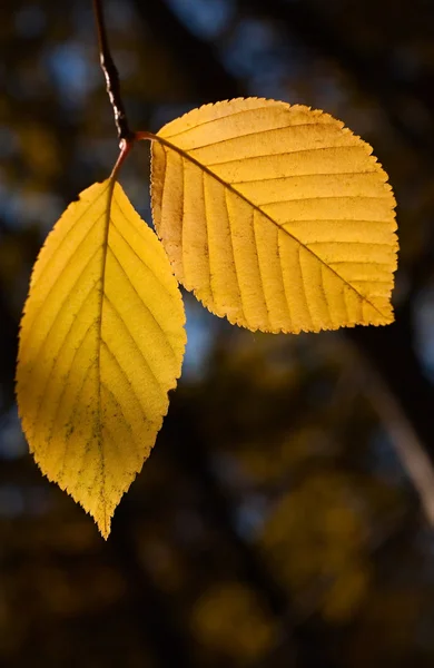 Par de follaje de abedul amarillo de otoño — Foto de Stock