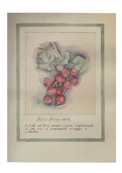 Kézzel rajzolt akvarell gyümölcs Jogdíjmentes Stock Képek