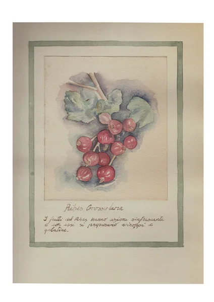 Aquarelle dessinée à la main fruit peinture Images De Stock Libres De Droits