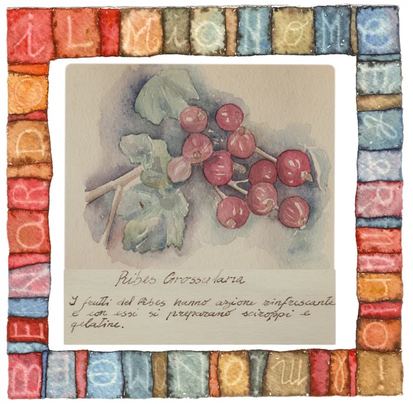 Hand drawn watercolor painting decorative -Ribes Grossularia — Stock Photo, Image