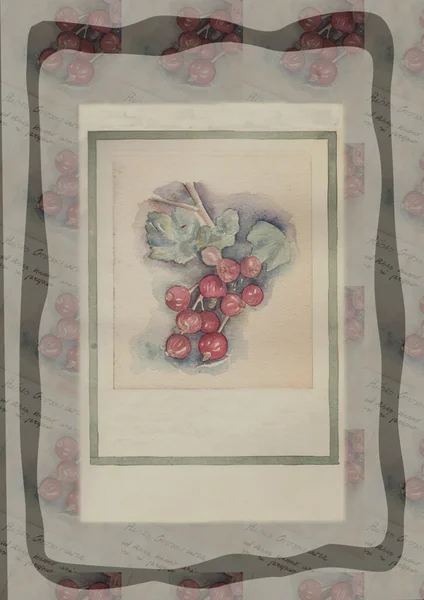 Акварельная живопись ручной работы - Ribes Grossularia Стоковое Изображение