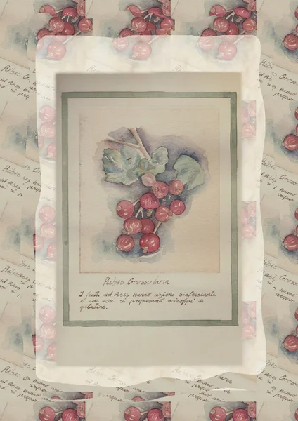 Акварельная живопись ручной работы - Ribes Grossularia Лицензионные Стоковые Изображения