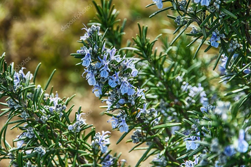 Romero flores florece con la primavera de fondo borroso â€” Foto de Stock