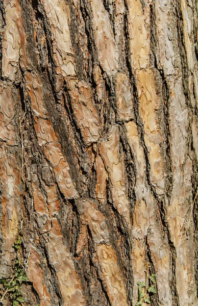 Texture de fond de l'écorce d'arbre. Peau de l'écorce d'un arbre qui trace des fissures. — Photo