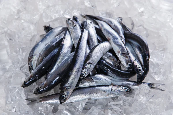Fresh raw fish anchovy on ice seafood — Stock Photo, Image