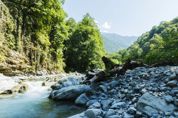 Mountain river rapids Caucasus blå vatten grön skog — Stockfoto
