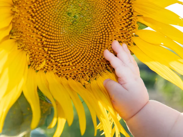 Kind Pausbäckige Hand Fünf Monate Berührt Eine Gelbe Sonnenblumenblume Nahaufnahme — Stockfoto