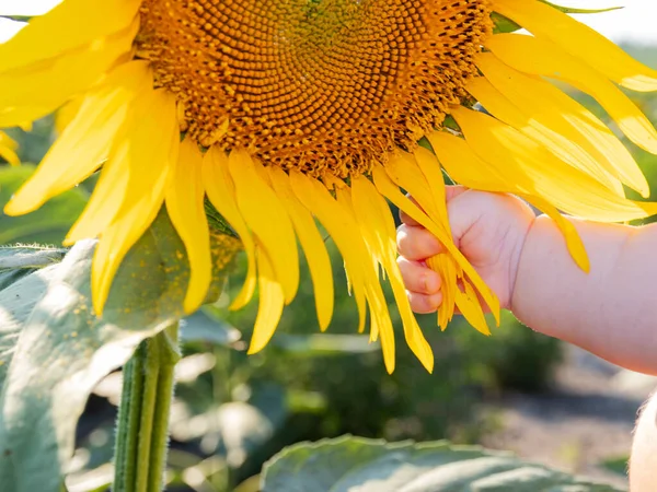 Kind Pausbäckige Hand Fünf Monate Berührt Eine Gelbe Sonnenblumenblume Nahaufnahme — Stockfoto