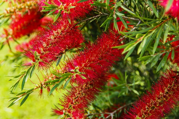 Callistemon piros virág, mint a kefe — Stock Fotó