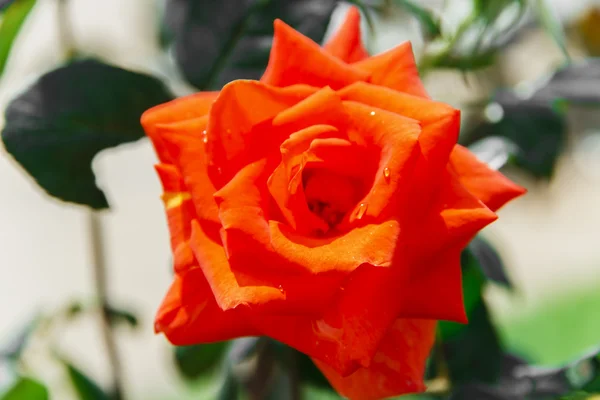 Linda rosa vermelha floresce ao ar livre — Fotografia de Stock