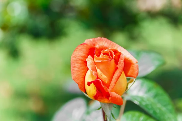 Piękny pomarańczowy rose w rozkwicie na zewnątrz — Zdjęcie stockowe