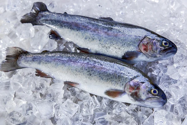 Ganze frische Fischforellen auf Eis lizenzfreie Stockfotos