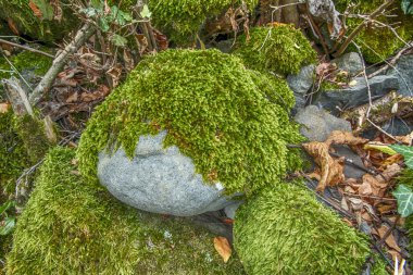 taş portre üzerinde yeşil yosun