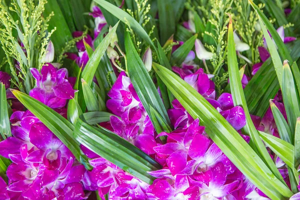 Tailandia flor orquídea —  Fotos de Stock