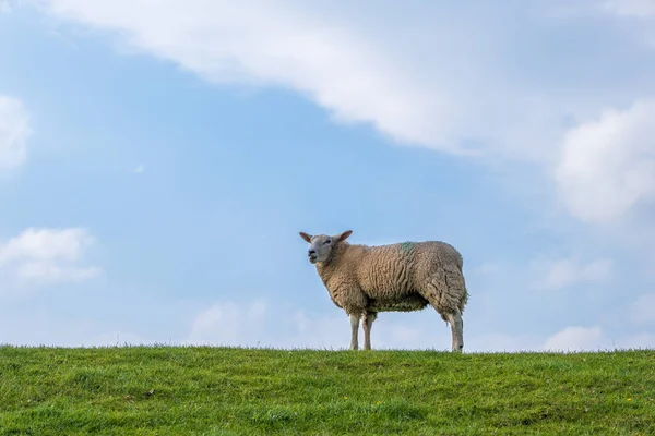 Yaz güneşli bir günde yeşil bir çayırda koyun otluyor. — Stok fotoğraf