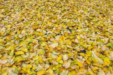 Arka plan olarak çimenlerin üzerine düşen sarı sonbahar yaprakları