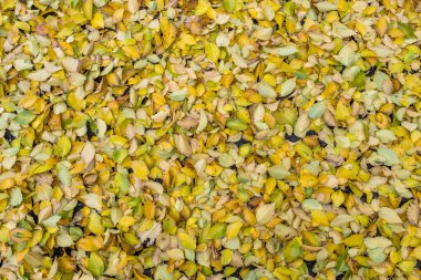 Arka plan olarak çimenlerin üzerine düşen sarı sonbahar yaprakları