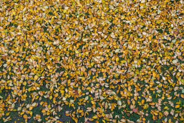 Yellow autumn foliage falling on grass as background — Stock Photo, Image