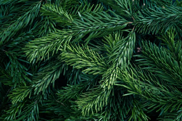 Closeup de ramos de árvores frescas de Natal como fundo, vista superior — Fotografia de Stock