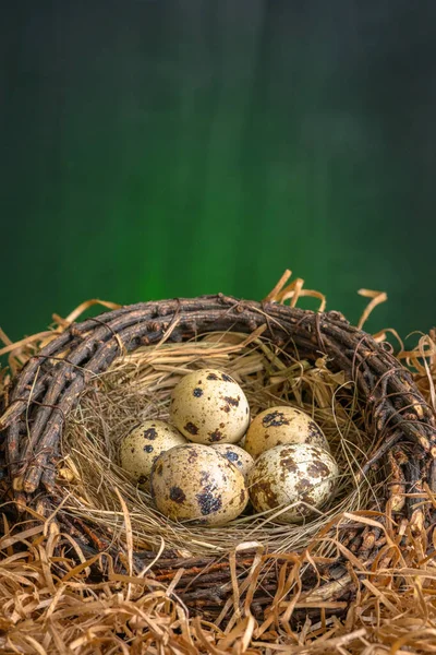 Kleine Frische Wachteleier Einem Nest Auf Dunklem Hintergrund — Stockfoto