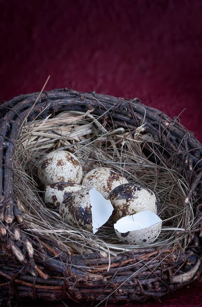 Little Fresh Broken Quail Eggs Nest Red Background — Stock Photo, Image