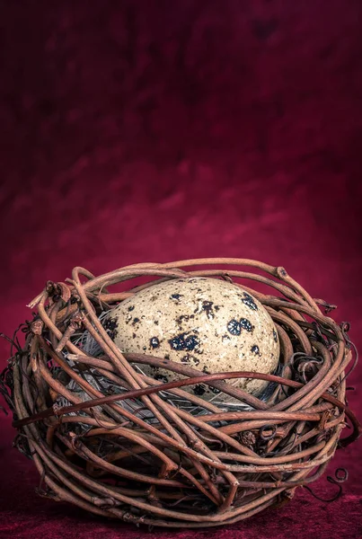 Huevos Frescos Codorniz Nido Sobre Fondo Rojo — Foto de Stock