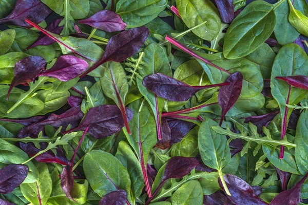 Various Fresh Colorful Lettuce Leaves Background — Stock Photo, Image